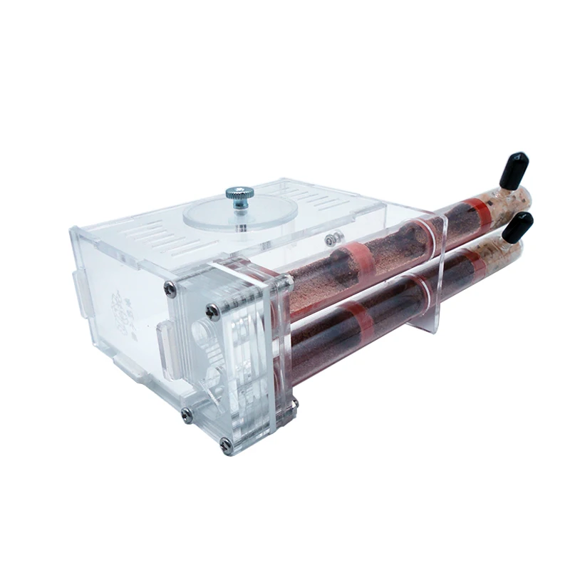 Begonia Rex - DIY Ant Farm 2 uds 18-180mm